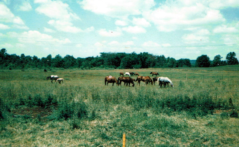 My broodmare band circa late 1970's